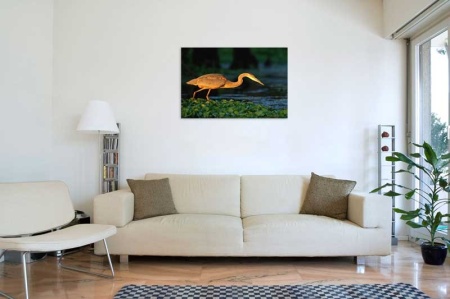 Tablou Canvas Pasare