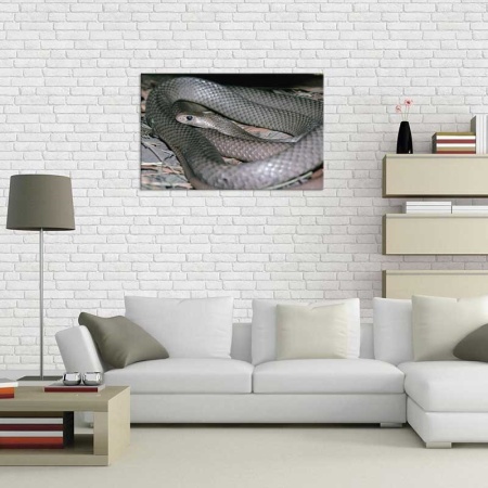 Tablou Canvas Sarpe