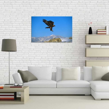 Tablou Canvas Soim