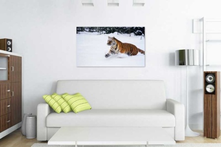 Tablou Canvas Tigru in zapada
