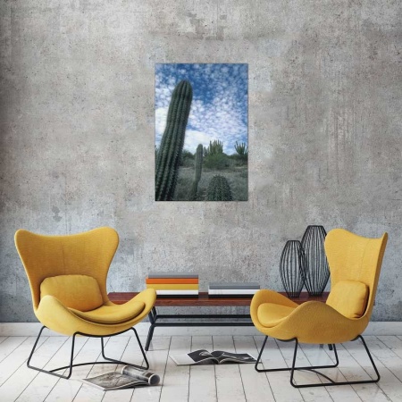 Tablou Cactus