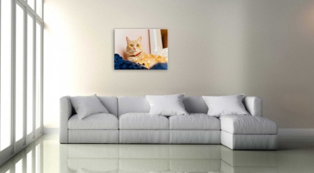 Tablou Canvas animale pisica maro, linistita