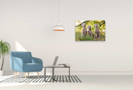 Tablou Canvas animale trei caini