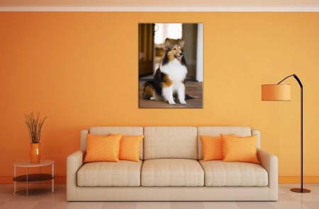 Tablou Canvas Caine Collie