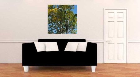 Tablou Canvas Copaci