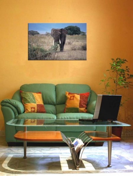 Tablou Canvas Elefant