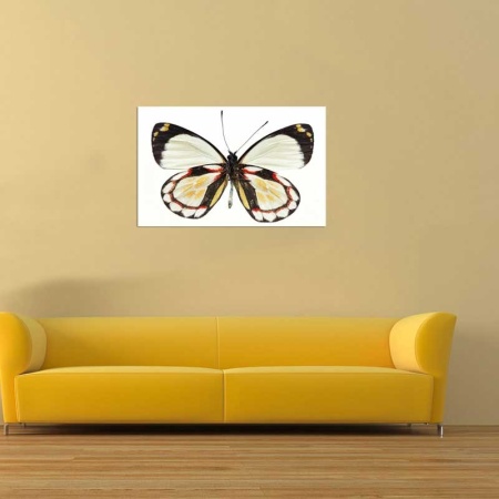 Tablou Canvas Fluturas