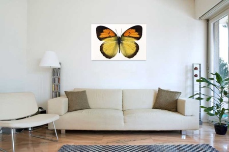 Tablou Canvas Fluturas
