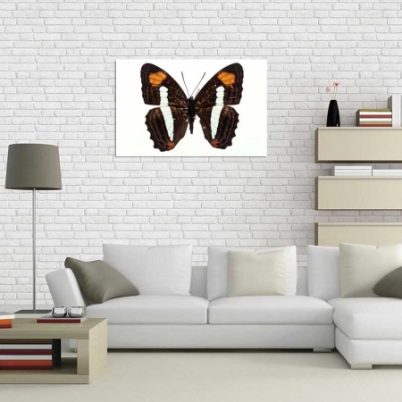 Tablou Canvas Fluturas
