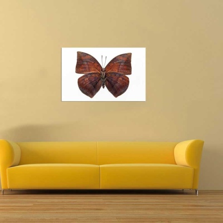 Tablou Canvas Fluturas