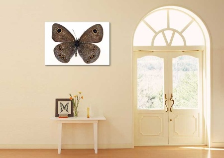 Tablou Canvas Fluturas