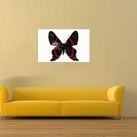 Tablou Canvas Fluturas