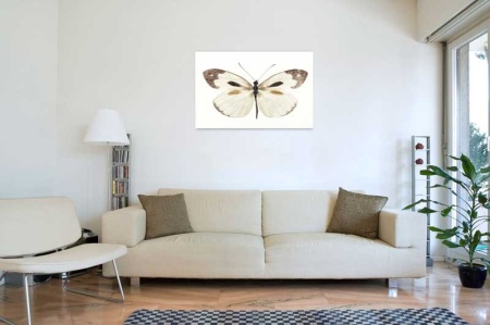 Tablou Canvas Fluturas