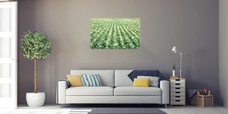 Tablou Canvas Porumb