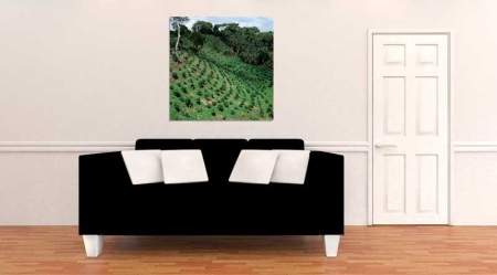 Tablou Canvas Agricultura Asia