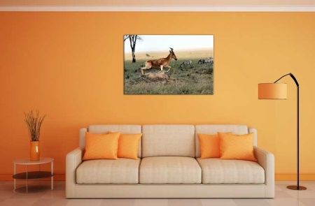 Tablou Canvas Antilopa