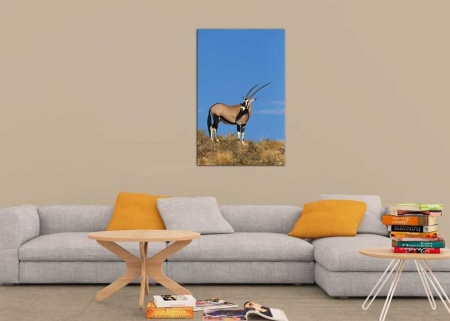 Tablou Canvas Antilopa