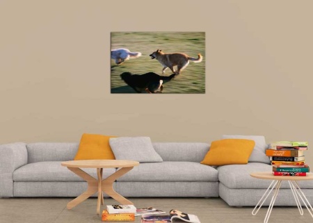 Tablou Canvas Caini