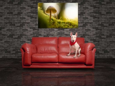 Tablou Canvas Ciuperca