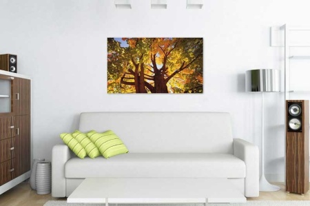 Tablou Canvas Copaci
