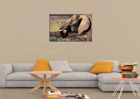 Tablou Canvas Elefant