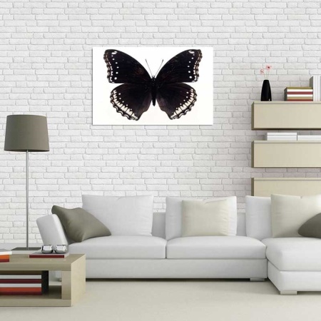 Tablou Canvas Fluturas