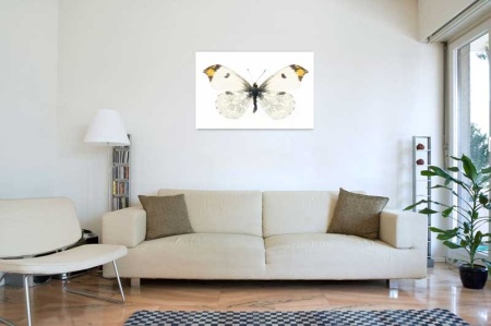 Tablou Canvas Fluturas