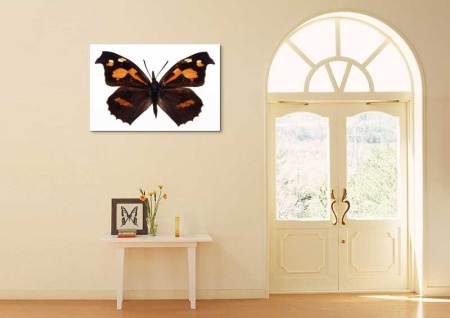 Tablou Canvas Fluturas