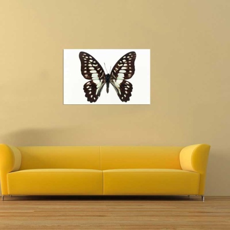 Tablou Canvas Fluturas