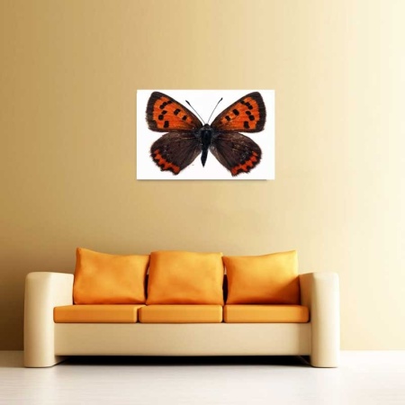 Tablou Canvas Fluturas
