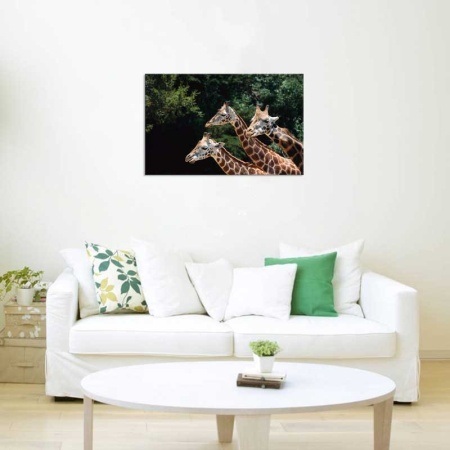 Tablou Canvas Girafe