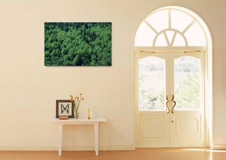 Tablou Canvas Padure