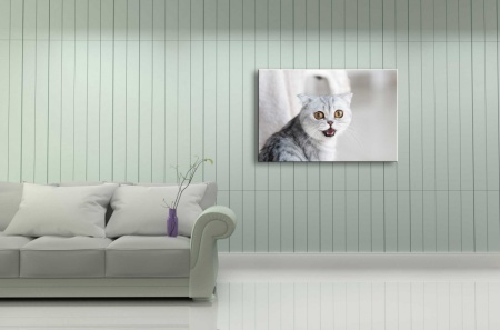 Tablou Canvas animale pisica deranjata de paparazzi