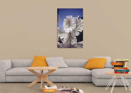 Tablou Canvas Brad Inghetat