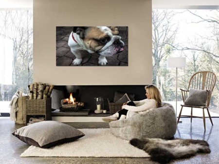 Tablou Canvas Bulldog