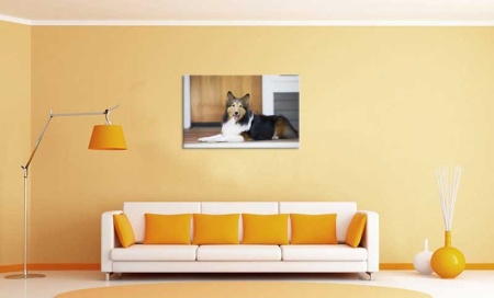 Tablou Canvas Caine Collie