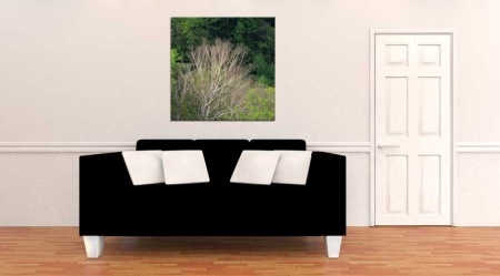Tablou Canvas Copac fara frunze