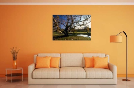 Tablou Canvas Copaci