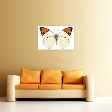 Tablou Canvas Fluturas