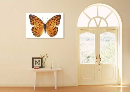 Tablou Canvas Fluturas