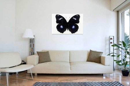 Tablou Canvas Fluturas