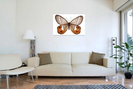 Tablou Canvas Fluturas
