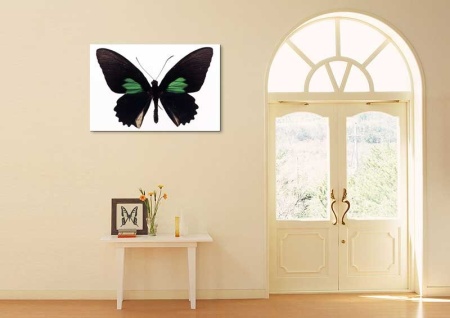 Tablou Canvas Fluturas