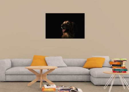 Tablou Canvas Golden Retriever