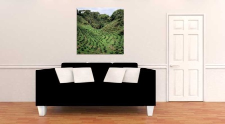 Tablou Canvas Agricultura Asia