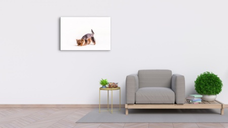 Tablou Canvas animale caine jucaus