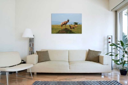 Tablou Canvas Antilope