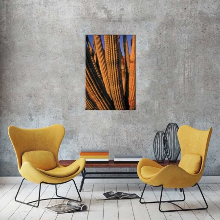 Tablou Canvas Cactus