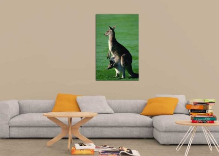 Tablou Canvas Cangur