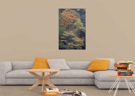 Tablou Canvas Copaci